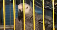 Acı biber ve pirzola yiyen papağan şaşırtıyor