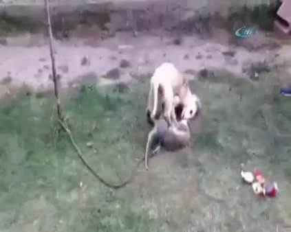 Maymun ile köpeğin güldüren kavgası