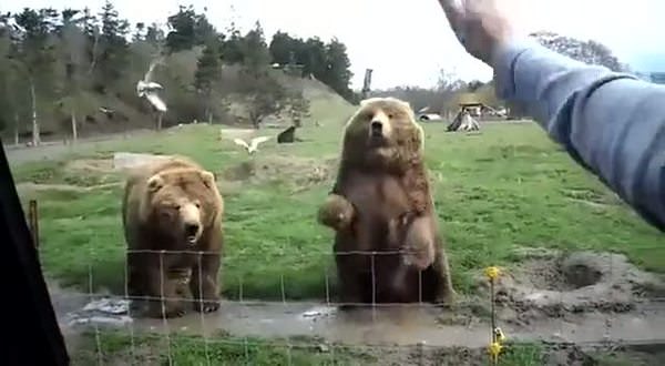 Bu videodaki ayılar sizi şok edecek!