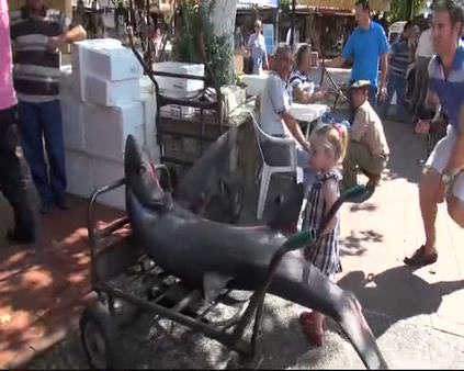 166 kiloluk köpek balığı görenleri şaşırttı