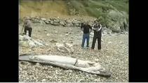 İspanya’da dev mürekkep balığı kıyıya vurdu