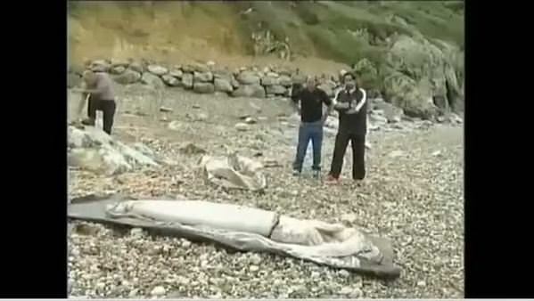 İspanya'da dev mürekkep balığı kıyıya vurdu