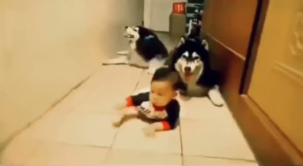 Bebek köpeklerle beraber emeklemeyi öğreniyor
