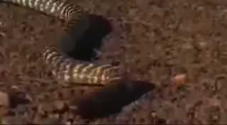 Bukalemun yılana artistlik yapınca...