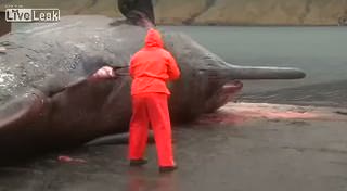 Balina bomba gibi patladı