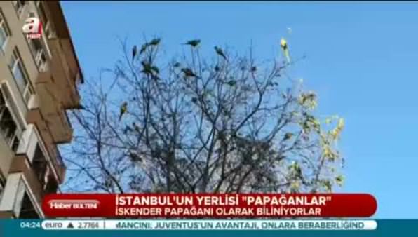İstanbul'un yerlisi papağanlar
