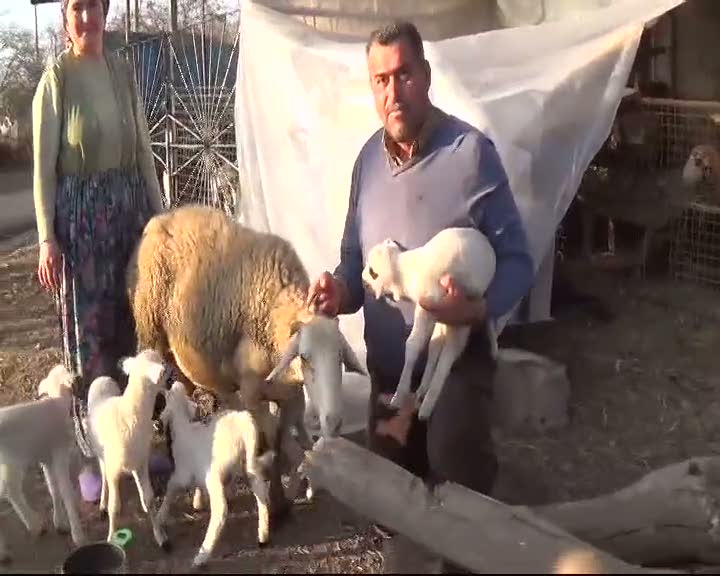 Koyun altız doğurdu