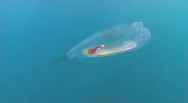 Şeffaf balık ilk kez görüntülendi