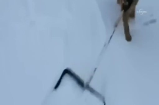 Bu köpek kürekle karları temizliyor