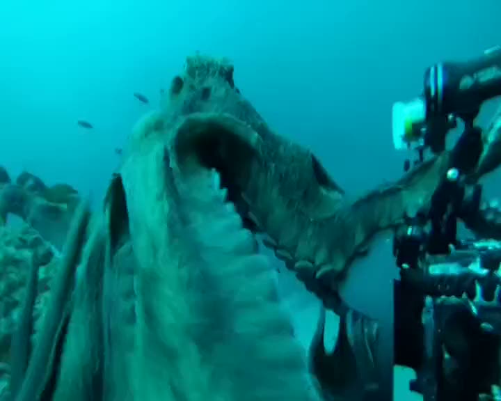 Dev ahtapotla fotoğrafçının güreşi