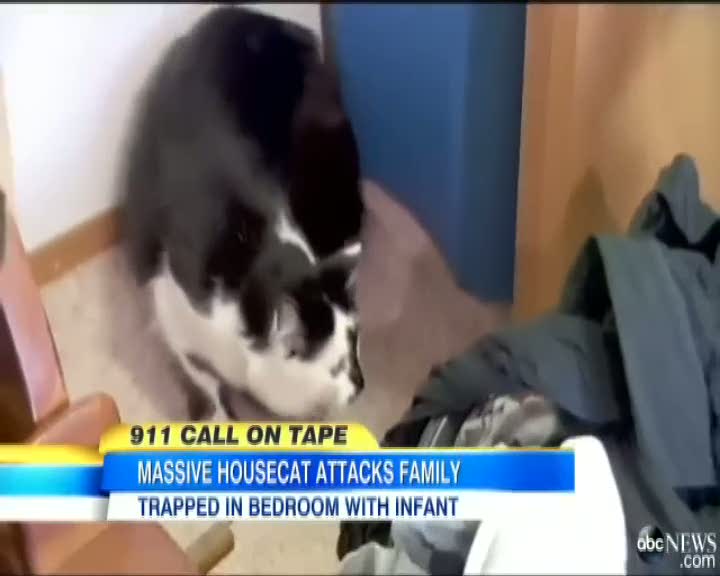 Kedi aileyi rehin aldı