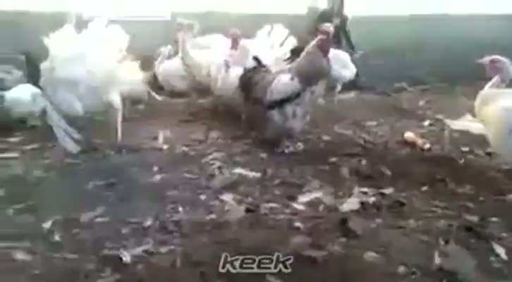 Horozu korkutan çocuğun sonu