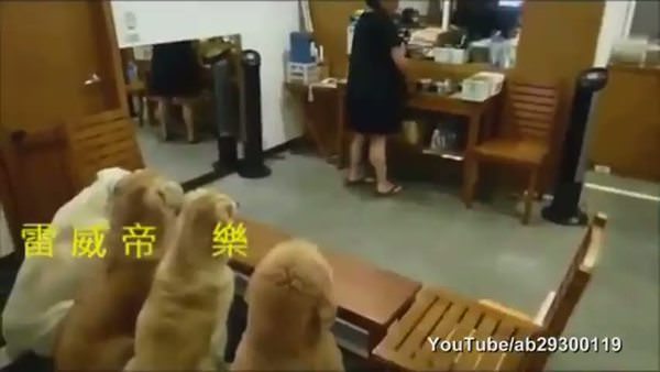 Yemekten önce dua eden köpekler