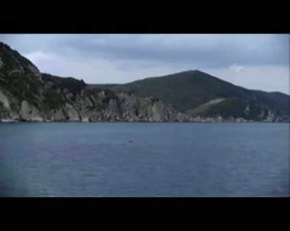 Marmara Denizi'nde Akdeniz foku görüldü
