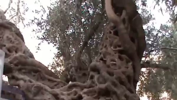 Bin 350 yıllık ağaç