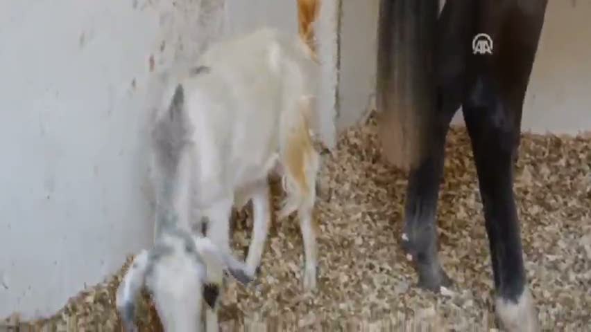 Yarışa hazırlanan ata keçi arkadaş oldu