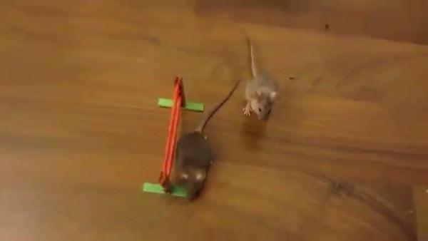 Eğitilmiş farelerin gösterisi