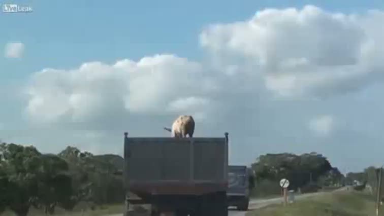 Kesilmeye götürülen domuz böyle kaçtı