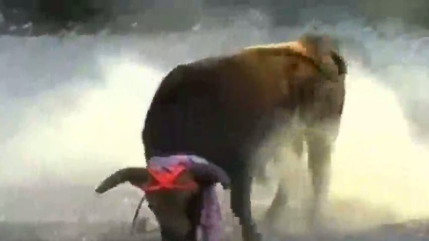 Boğa festivalinde korkulu anlar