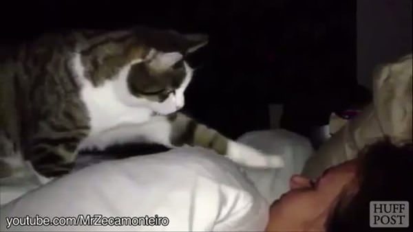 Kedilerin sahiplerini uyandırma yöntemleri