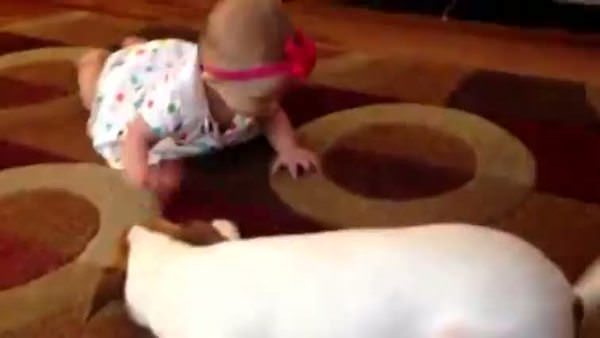 Köpek bebeğe emeklemeyi öğretiyor