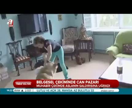 Evde beslenen aslan böyle saldırdı