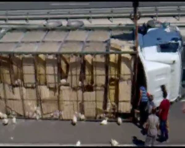 Telef olan yüzlerce tavuk yola saçıldı