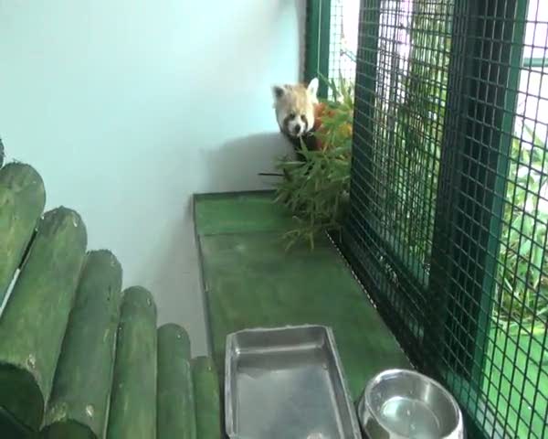 Türkiye’nin ilk pandaları Hale ile Lale