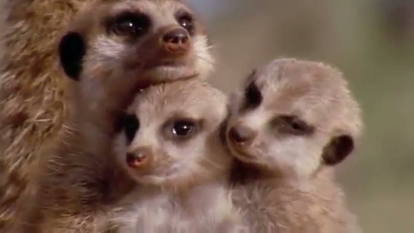 Ayakta uyuyan mirket