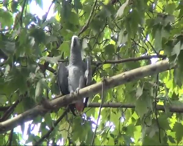 Papağan kurtarma operasyonu