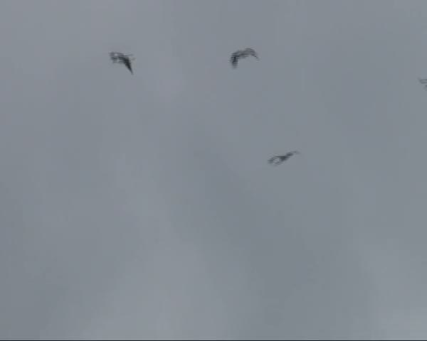 Hava trafiğine leylek engeli