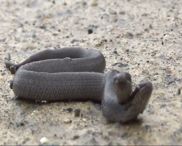 Çift başlı yılan ilgi odağı oldu