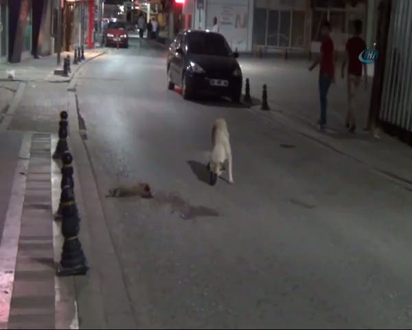 Ölen yavrusunun başından ayrılmadı