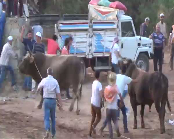 Aydın'da kıran kırana boğa güreşleri böyle görüntülendi