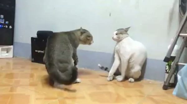 Yok böyle bir kedi kavgası