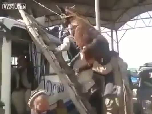 Eşeği sırtında taşıyan adam