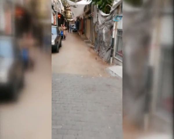 Fare kedilerle böyle dalga geçti