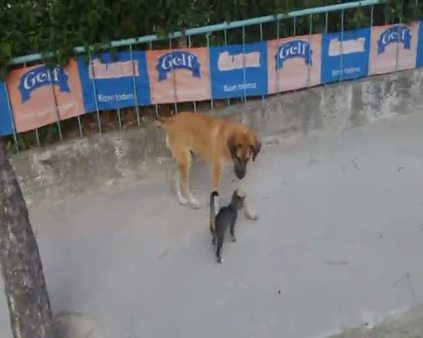 Kedi ve köpeğin dostluğu şaşırttı