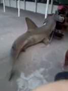 Köpek balığını traktöre bağlayıp gezdirdiler