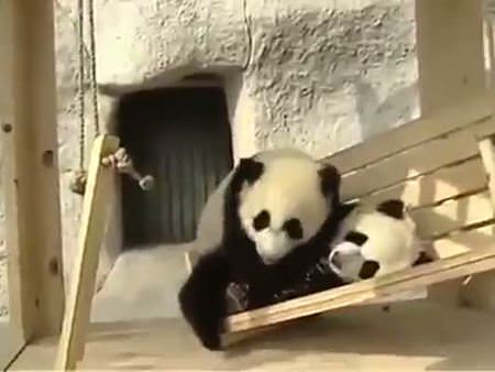 Pandaların kaydırak keyfi