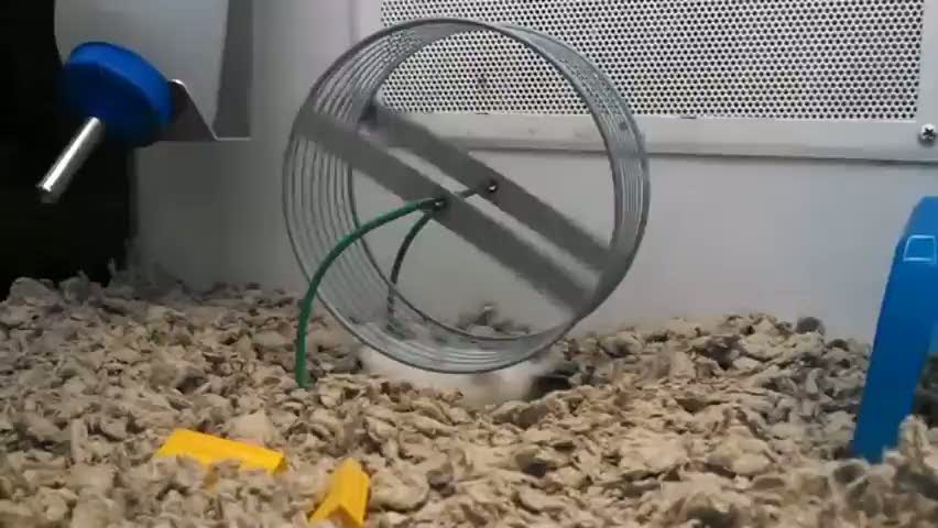 Bu hamster olayı çözmüş