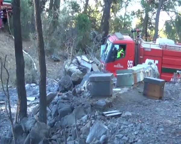 Marmaris’teki yangında arılar telef oldu
