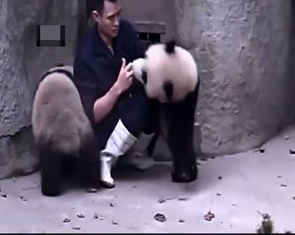 Pandaların veterineri ikna çabaları...