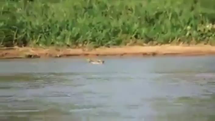 Leopar timsahı böyle yendi