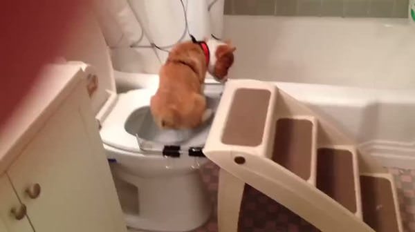 Tuvalet eğitimi almış köpek