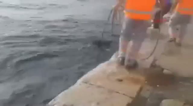 Tophane rıhtımından domuz çıkarıldı
