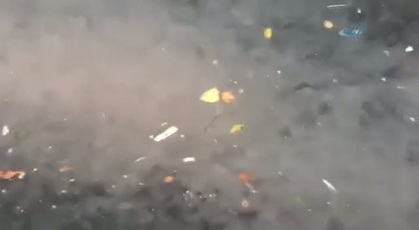 İstanbul Boğazı'nda binlerce denizanası