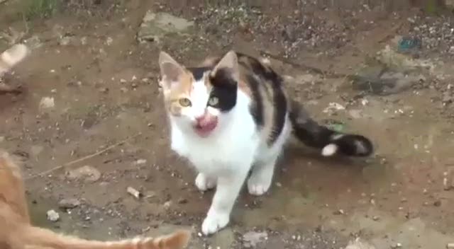 Üç ayaklı yavru kedi şaşırtıyor