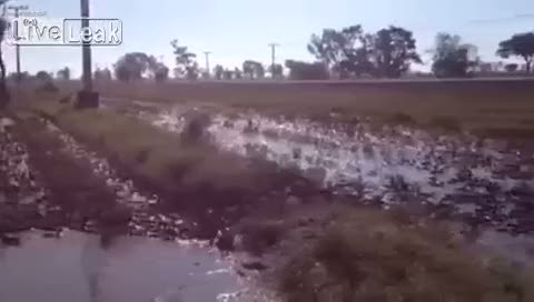 Asker ördekler izlenme rekorları kırıyor