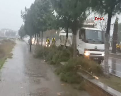 Aydın'da yağış ağaçları devirdi